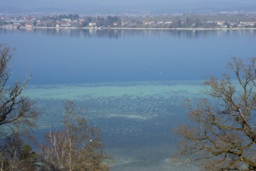 Kalk als Wysse im Bodensee