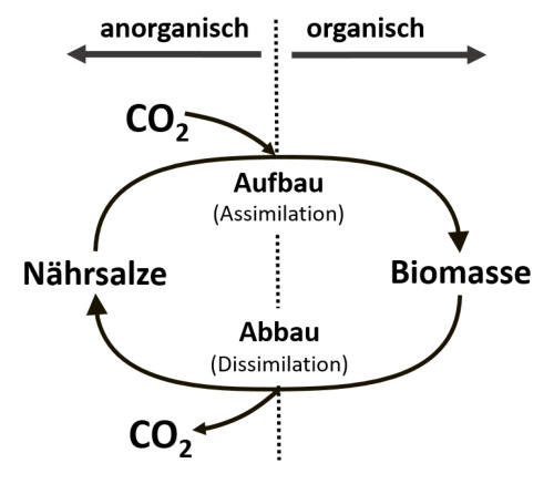 CO2 in organic and inorganic matter